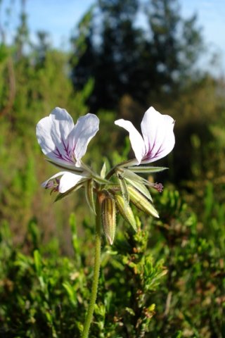 Pelargonium longicaule lost petals, short pedicels